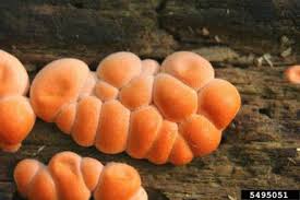 Attēlu rezultāti vaicājumam “Lycogala sp.”