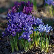 Attēlu rezultāti vaicājumam “Iris reticulata”