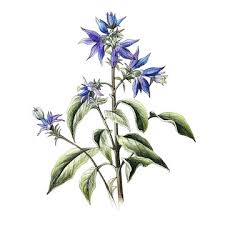 Attēlu rezultāti vaicājumam “Borago officinalis bud”
