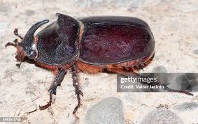 Attēlu rezultāti vaicājumam “Oryctes nasicornis male”