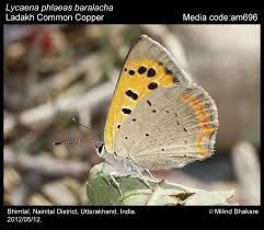 Attēlu rezultāti vaicājumam “Lycaena phlaeas”