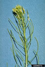 Attēlu rezultāti vaicājumam “Sinapis arvensis fruit”