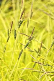 Attēlu rezultāti vaicājumam “Carex acutiformis leaf”
