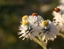 Image result for Tanacetum parthenium 'Tetraweiss'