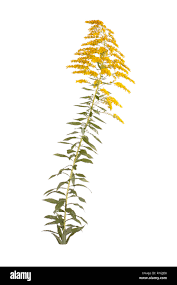 Attēlu rezultāti vaicājumam “Solidago canadensis leaf”