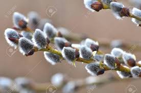 Attēlu rezultāti vaicājumam “Salix caprea bud”