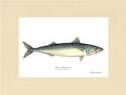 Image result for Scomber scombrus