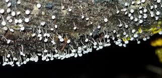 Attēlu rezultāti vaicājumam “Didymium serpula macro”