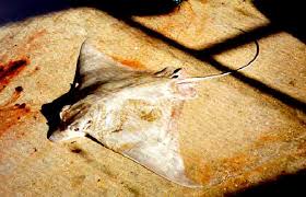 Image result for Aetomylaeus bovinus