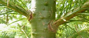 Attēlu rezultāti vaicājumam “Pseudotsuga menziesii flower”