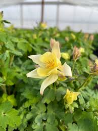 Image result for Aquilegia