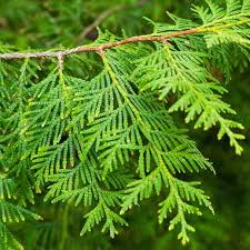 Attēlu rezultāti vaicājumam “Thuja occidentalis leaf”