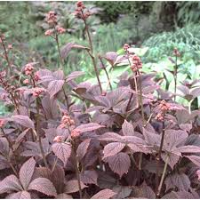 Image result for Rodgersia chocolate wings