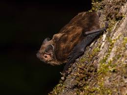 Attēlu rezultāti vaicājumam “Nyctalus leisleri”