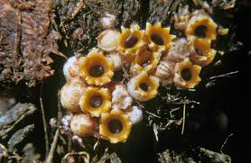 Attēlu rezultāti vaicājumam “Sphaerobolus stellatus”