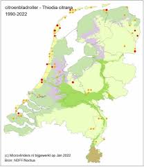 Attēlu rezultāti vaicājumam “Thiodia citrana”