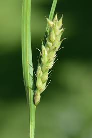 Attēlu rezultāti vaicājumam “Carex hirta”