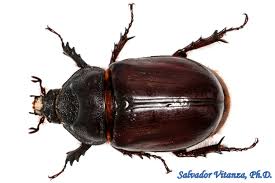 Attēlu rezultāti vaicājumam “Coleoptera”