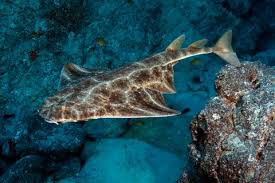 Image result for Squatina squatina