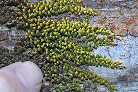 Attēlu rezultāti vaicājumam “Hemitrichia leiotricha macro”