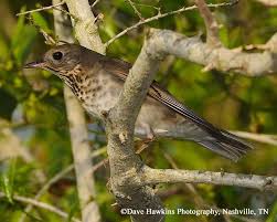 Image result for Catharus minimus