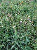 Attēlu rezultāti vaicājumam “Sonchus arvensis subsp. uliginosus fruit”