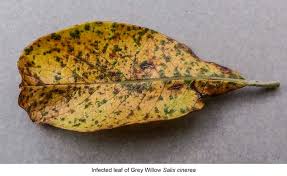 Attēlu rezultāti vaicājumam “Melampsora epitea”