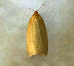 Attēlu rezultāti vaicājumam “Aphelia paleana larva”