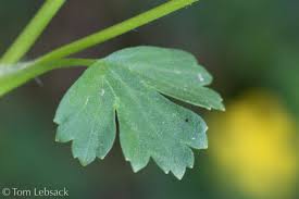 Attēlu rezultāti vaicājumam “Ranunculus sceleratus”