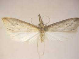 Attēlu rezultāti vaicājumam “Donacaula mucronella”