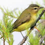 Image result for Vireo philadelphicus