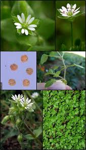 Attēlu rezultāti vaicājumam “Stellaria crassifolia”