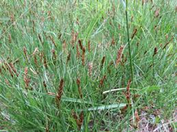 Attēlu rezultāti vaicājumam “Blysmus compressus fruit”