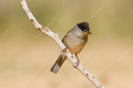 Attēlu rezultāti vaicājumam “Sylvia atricapilla male”