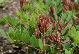 Attēlu rezultāti vaicājumam “Astragalus glycyphyllos fruit”