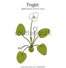 Attēlu rezultāti vaicājumam “Hydrocharis morsus-ranae bud”