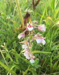 Attēlu rezultāti vaicājumam “Epipactis palustris bud”