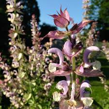 Image result for Salvia sclarea