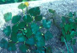 Attēlu rezultāti vaicājumam “Trapa natans”