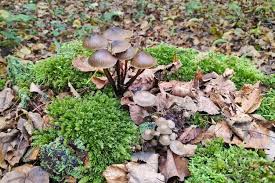 Attēlu rezultāti vaicājumam “Mycena filopes”