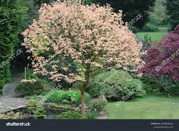 Attēlu rezultāti vaicājumam “Acer pseudoplatanus fo. purpurascens flower”