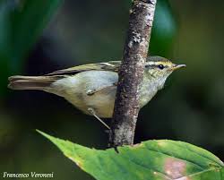 Image result for Phylloscopus borealis