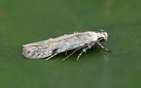 Attēlu rezultāti vaicājumam “Carpatolechia alburnella”