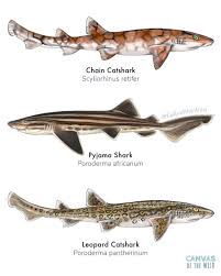 Image result for Chichester Sharks