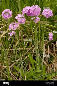 Attēlu rezultāti vaicājumam “Primula farinosa flower”