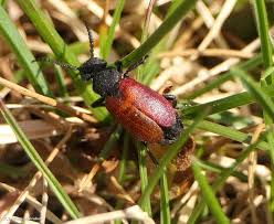 Attēlu rezultāti vaicājumam “Meloe sp. imago”