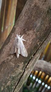 Attēlu rezultāti vaicājumam “Cucullia umbratica”