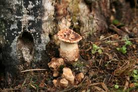Attēlu rezultāti vaicājumam “Polyporus squamosus”