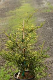 Attēlu rezultāti vaicājumam “Taxus baccata leaf”