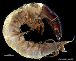 Attēlu rezultāti vaicājumam “Megaloptera”